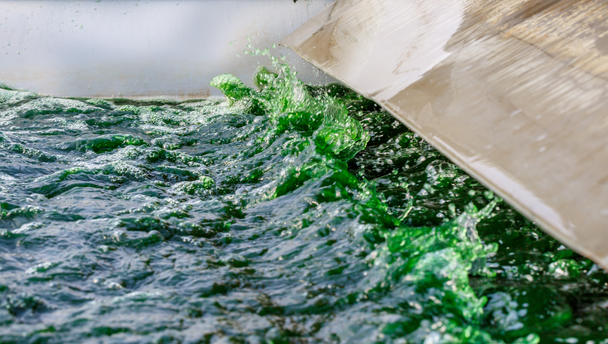 What is Spirulina? - SimpliiGood